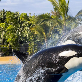 Entrada al Loro Parque (Tenerife)