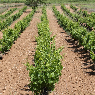 Visita a los Viñedos y a las Bodegas Malacuera con Degustación de Vinos para dos (Castrillo de Duero, Valladolid)