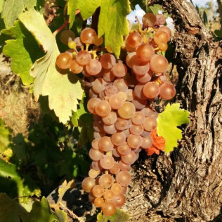 Visita a los Viñedos y a las Bodegas Malacuera con Degustación de Vinos para dos (Castrillo de Duero, Valladolid)