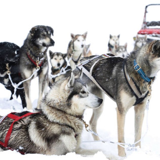 Mushing por la Senda de los Osos (Vall d'Aran, Lleida)