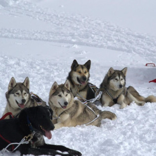 Mushing por la Senda de los Osos (Vall d'Aran, Lleida)