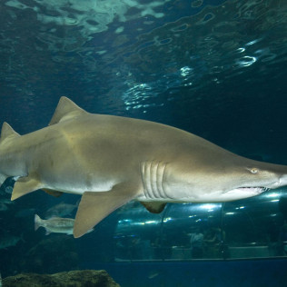 Sumérgete entre Tiburones (Barcelona)