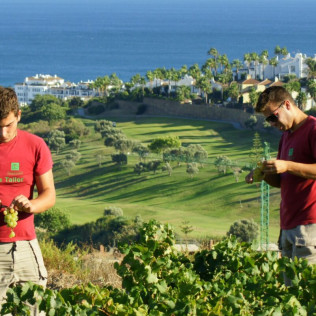 Visita a Bodega Nilva con Cata de Vinos y Tapas para cuatro personas (Manilva, Málaga)