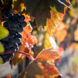 Visita a Bodegas Olimarum con Cata de Vino y Aperitivo para dos (Canalejas de Peñafiel, Valladolid)