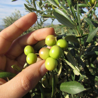 Visita Guiada a OleoAlmanzora con Degustación de AOVE para dos (Pulpí, Almería)