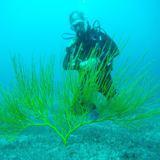 Open Water Diver (Tenerife)