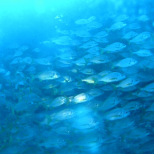 Open Water Diver (Tenerife)