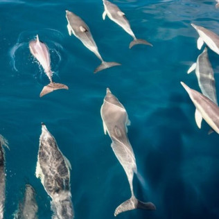 Paseo en Barco por la Costa del Sol con Avistamiento de Delfines (Fuengirola, Málaga) 