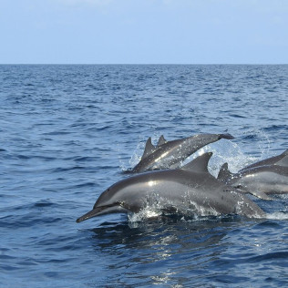 Paseo en Barco en Exclusiva con Avistamiento de Delfines para dos (La Línea de la Concepción, Cádiz)