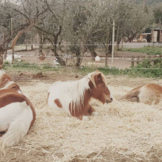 Paseo en Poni y Visita a la Granja en Familia (Castellar del Vallès, Barcelona)