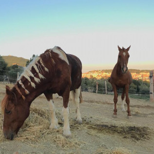 Paseo en Poni y Visita a la Granja en Familia (Castellar del Vallès, Barcelona)