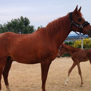 Paseo en Poni y Visita a la Granja en Familia (Castellar del Vallès, Barcelona)