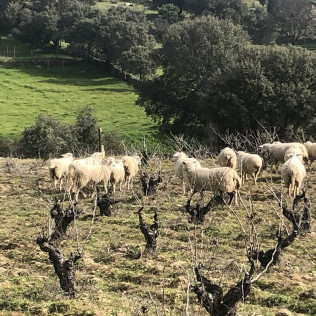 Escapada con Desayuno en La Posada de Bayuela y Visita guiada a Bodegas Canopy con Cata de Vinos y Aperitivo para dos (Toledo)