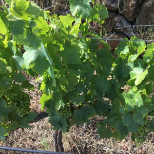 Escapada en Posadas de Granadilla y Visita Guiada a Bodegas Viña Placentina con Cata de 2 Vinos y Tapas para dos (Cáceres)