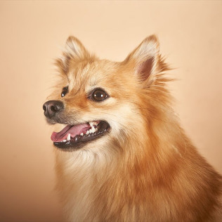 Sesión de Fotos para Mascotas en Pelopicofoto (Málaga)
