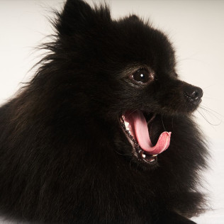 Sesión de Fotos para Mascotas en Pelopicofoto (Málaga)