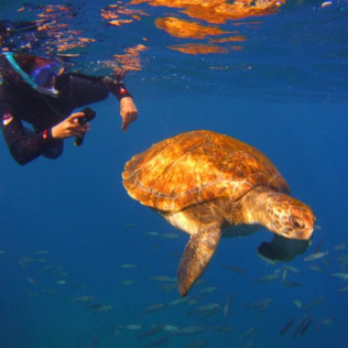 Ruta de Snorkeling en Bahía volcánica en Las Galletas (Tenerife)