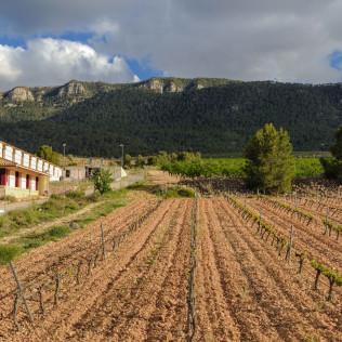 Circuito Spa con Comida en Balneario de Archena y Visita a Museo del Vino en Bodegas con Cata y Tapas para dos (Murcia)