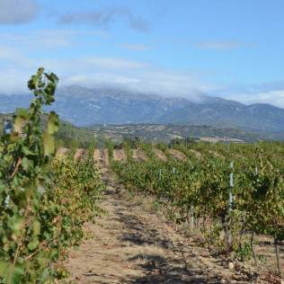 Visita a Bodegas Idrias y Viñedos con Cata de 3 Vinos y Maridaje de Productos Km 0 para dos (Lascellas, Huesca)