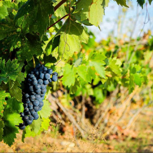 Visita "Degustación de Barricas" con Cata de Vinos y Maridaje para dos (San Román de Hornija, Valladolid)