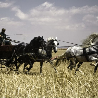 Visita a Bodega, Cata de Vino y Paseo en Coche de Caballos para dos (Albacete)