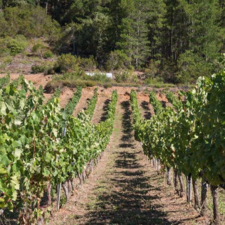 Visita a la Bodega Picos de Cabariezo con Cata de Vinos y Spa para dos en Balneario La Hermida 4* (Cantabria)