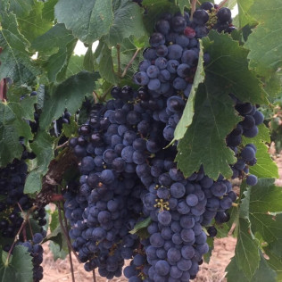 Visita a Bodega Villa d’Orta y Cata de 6 Vinos para dos (Barbastro, Huesca)