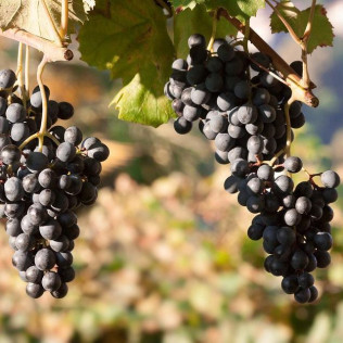 Visita a la Bodega Picos de Cabariezo con Cata de Vinos y Licores para dos (Cantabria)