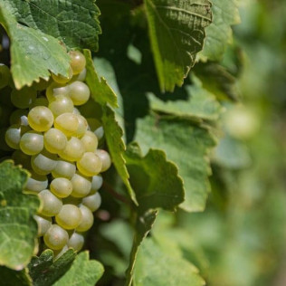 Visita a la Bodega Picos de Cabariezo con Cata de Vinos y Licores para dos (Cantabria)
