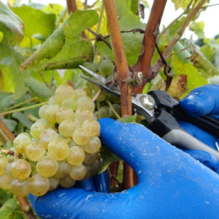 Visita a Bodega, Degustación y Maridaje Gourmet para dos en Adega Dos Eidos (Pontevedra)