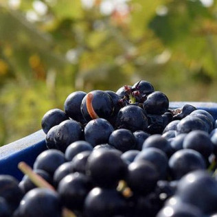 Visita a Bodega La Viña del Abuelo, Degustación de un Vino y una Tapa para dos (Toro, Zamora)