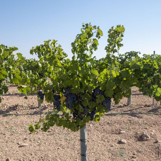 Visita a Bodega Mont Reaga con Cata de Vinos y Aperitivo para dos (Monreal del Llano, Cuenca)