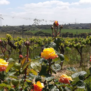 Visita Guiada a Bodega ENATE, interpretación de la Sala de Arte y cata para dos (Salas Bajas, Huesca)