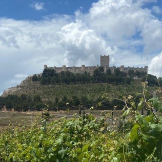 Visita a Bodegas Marcos y Cata de Vinos con Aperitivos amenizada con Magia para dos (Peñafiel, Valladolid)