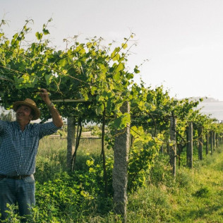 Visita a Bodegas Martín Códax con Cata de 2 Vinos para dos (Pontevedra)