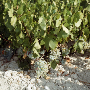 Visita Bodegas Pérez Barquero y Degustación de Cuatro Vinos para dos (Montilla, Córdoba)