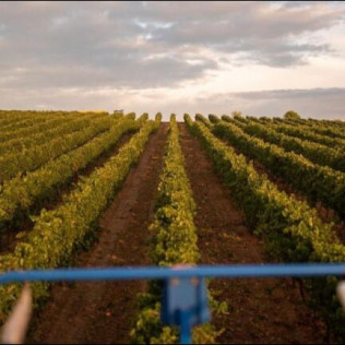Visita a Bodegas Protos y Menú a Escoger en Restaurante Agora (Peñafiel, Valladolid)