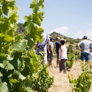 Visita a Viñedos en 4x4, Bodega, Cata de Vinos, Aperitivo y Comida para dos en Cellers Baronia del Montsant (Tarragona)
