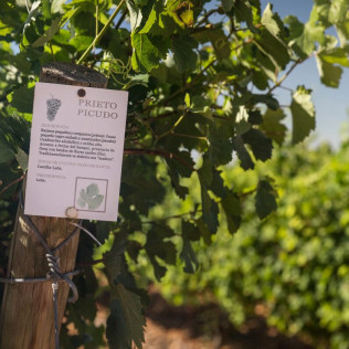 Visita y Degustación de Vinos en Bodegas Gordonzello con Aperitivo para dos (León)