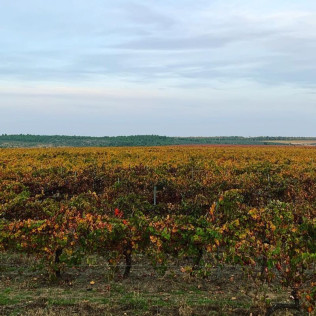 Visita a Bodega Ruiz Torres, Cata de 3 vinos y Obsequio para dos (Cáceres)