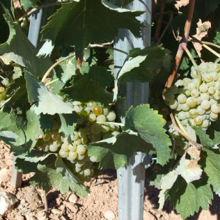 Visita a Bodega con Cata para dos en Celler Grau i Grau (Maians, Barcelona)