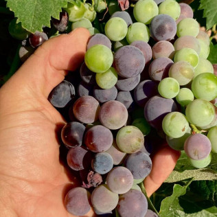 Visita, Degustación y Botella de Cava en el Celler Carles Andreu para dos (Pira, Tarragona)