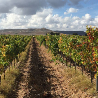 Visita a Bodega Enológica Wamba, Viñedos y Cata de 3 Vinos para dos (Burgos)