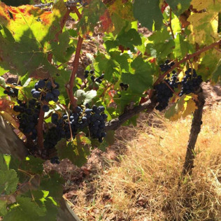 Visita a Bodega Enológica Wamba, Viñedos y Cata de 3 Vinos para dos (Burgos)