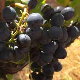 Visita a Bodega Enológica Wamba, Viñedos y Cata de 3 Vinos para dos (Burgos)