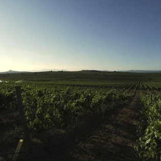 Visita Guiada y Cata en Bodega Laus para dos (Barbastro, Huesca)