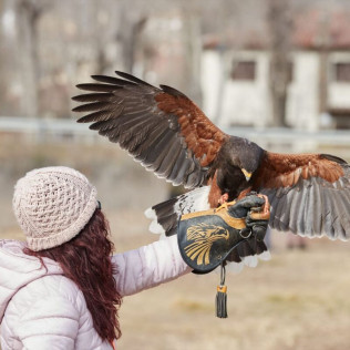 Descubre a las Aves Rapaces y Vuela a un Águila (Guadalajara)