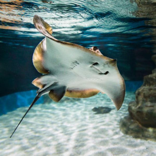 Entrada al Aquarium Costa de Almería (Roquetas de Mar, Almería)
