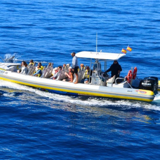 Tour de Avistamiento de Cetáceos para ver Delfines y Ballenas (Morro Jable, Fuerteventura)