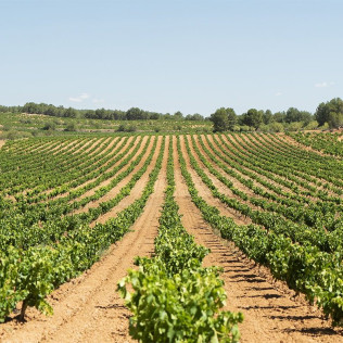 Visita a Bodega LoAlto con Cata de Vinos para dos (Venta del Moro, Valencia)